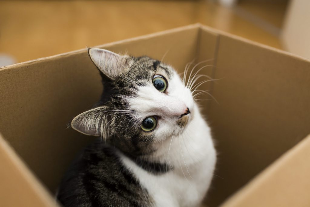 Estudio revela porque los gatitos aman las cajas de cartón