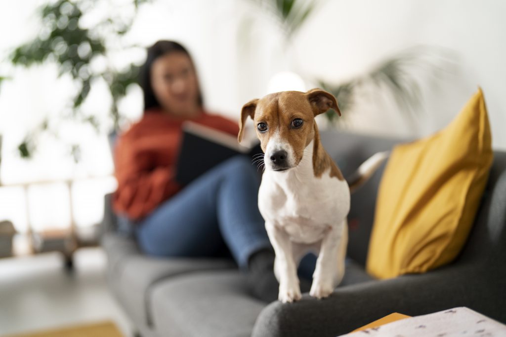 Se Puede Prohibir Tener Mascotas Los Cambios Que Contempla La Nueva