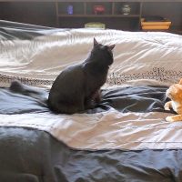 Gato quedó hospitalizado tras aparearse 5 veces en una noche