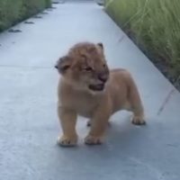 ¿Qué animal no común tendrías de mascota?