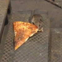 #PizzaRat: El ratón que lleva un pedazo de pizza y que es viral