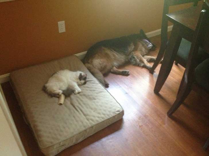 Perros cama6