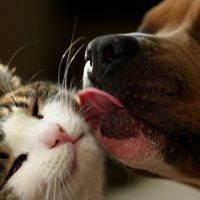 Perros y gatos, juntos y revueltos: el video más tierno del día