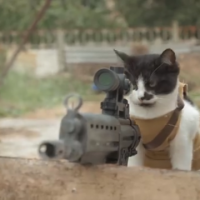 Video: Gatos v/s zombies