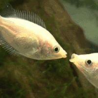 Digamos que lo intentó: Tomás, el Biólogo Marino que buscó ponerle fin a su soledad