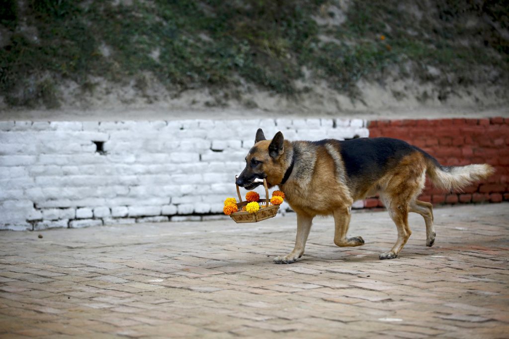 Tihar Dog Festival In Nepal 2015
