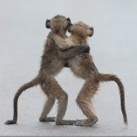 ¡Hagan la clave con sonidos de animales!