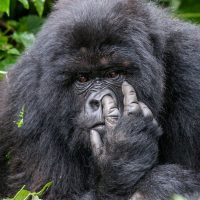 Si fueses un animal, ¿Qué animal serías?