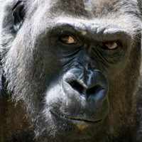 "Psiquiátrica loca" en Pegao en el Taco - Franco "El Gorila" en Carolina