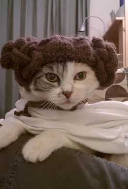 top-10-images-of-star-wars-cats-L-ZYGrvF