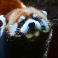 China lo hizo otra vez: ahora puedes arrendar una pieza con panda rojo