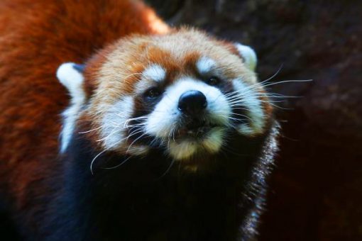 China lo hizo otra vez: ahora puedes arrendar una pieza con panda rojo