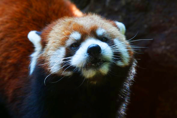 China lo hizo otra vez: ahora puedes arrendar una pieza con panda rojo