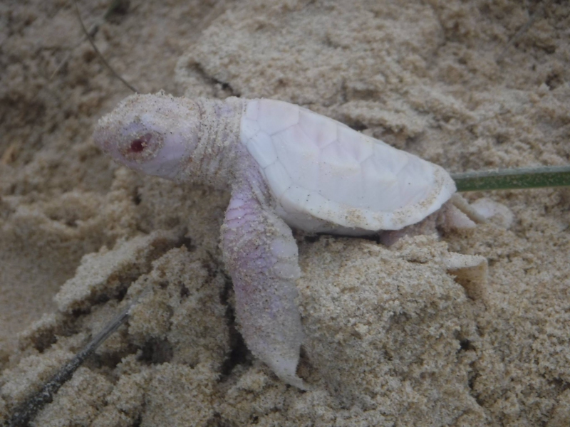 tortuga albina 3
