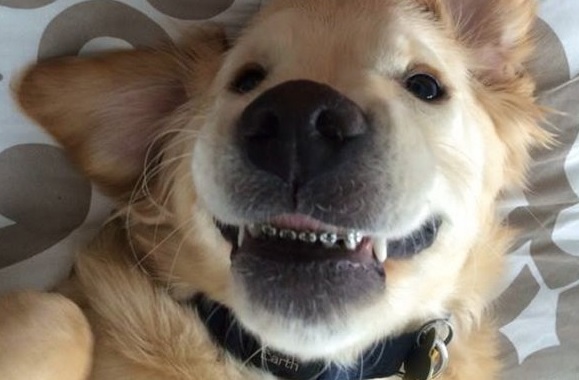 Sí…no sólo las personas necesitan frenillos, los perros también