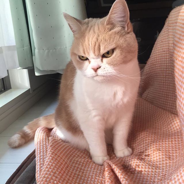 Grumpy Cat no es el único enojado: Conoce a Koyuki