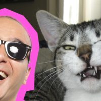 ¿Como hace un gatito arrancando de un perrito? Este auditor de Martes Alternativo sabe!!!