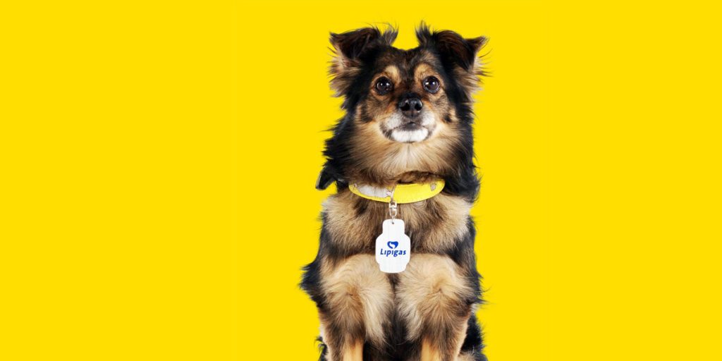 Lipigas encontró reemplazante para el difunto perro Spike