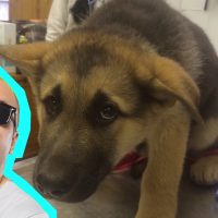 Así suena un "perro atropellado"