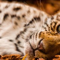 Revelan que tu gato comparte casi todo su ADN con el tigre siberiano