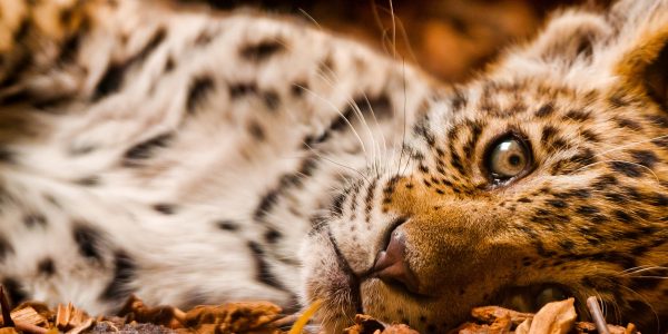 Revelan que tu gato comparte casi todo su ADN con el tigre siberiano