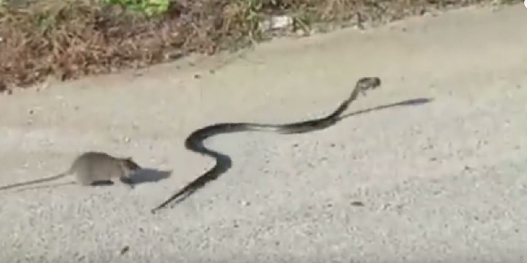 ¿Que es lo más raro que has encontrado en tu casa?