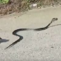 ¿Que es lo más raro que has encontrado en tu casa?