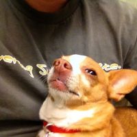 Chihuahuas se unen y enfrentan a pitbull en pleno barrio