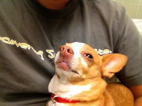 Chihuahuas se unen y enfrentan a pitbull en pleno barrio