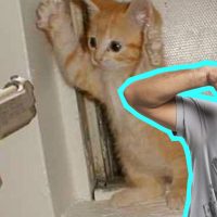 ¿No cachai qué onda el procedimiento legítimo de defensa? El Pelao te explica