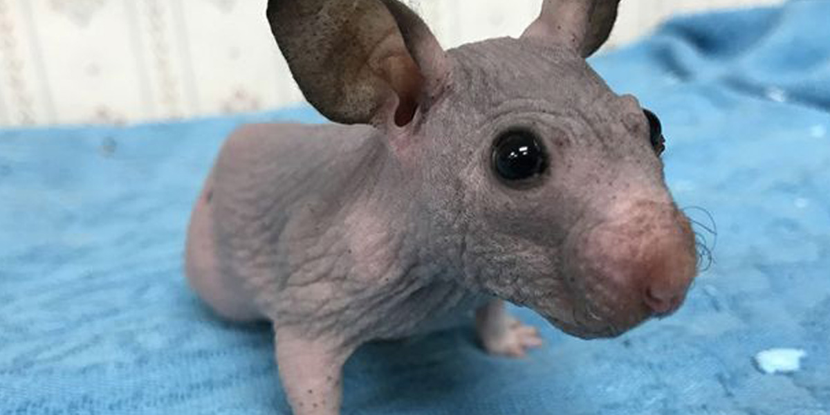 raton