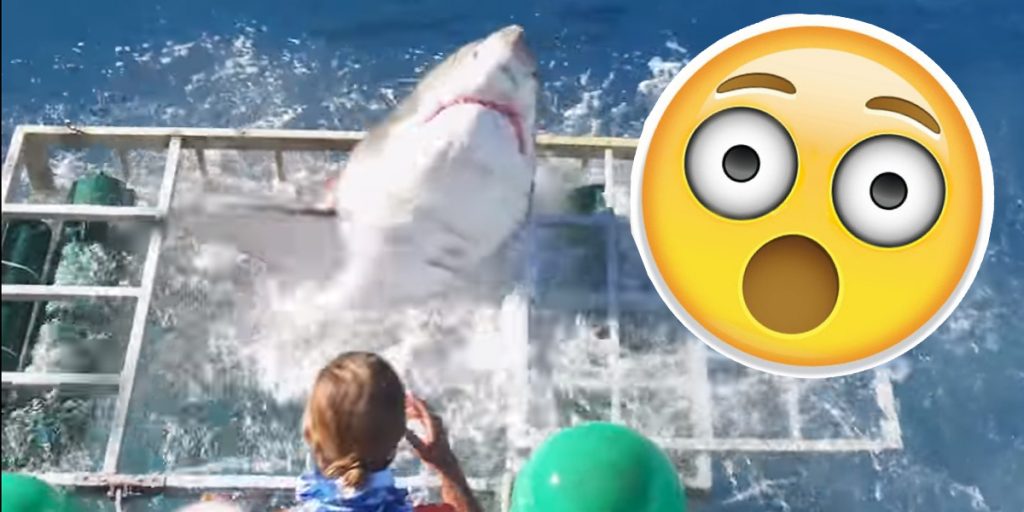 ¡Impresionante!: Un tiburón se metió a una jaula mientras un turista no lograba salir 😐