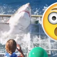 ¡Impresionante!: Un tiburón se metió a una jaula mientras un turista no lograba salir 😐
