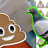 Salió de la PSU y una paloma le cagó su tarjeta de identificación 💩