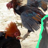 Joaco de Iquique y DJ Eminem tuvieron pedazo de 'Pelea de Gallos' en Jueves One Love