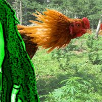 La Pelea de Gallos en Jueves One Love