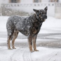 Mira las postales que dejó la nieve en la capital