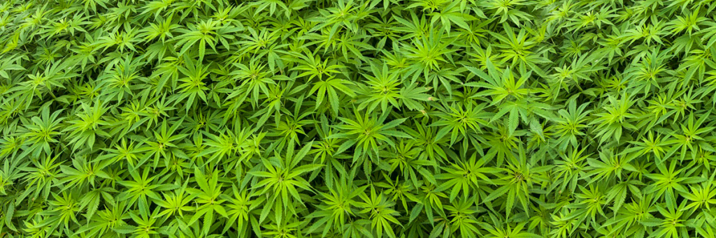 “FUMATÓN” DE MARIHUANA FRENTE A LA MONEDA