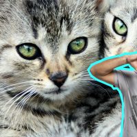 Federico busca su nuevo amor