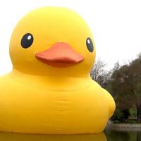 Insólito: mujer robó patito de laguna de Mall Plaza Oeste