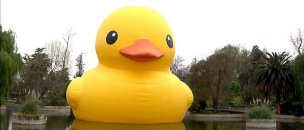 Insólito: mujer robó patito de laguna de Mall Plaza Oeste