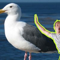 "La Clave" con sonidos de gaviota