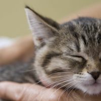 Los gatos duermen sobre su lado izquierdo para mantenerse alerta