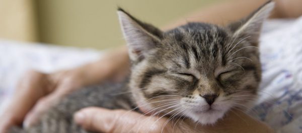 Los gatos duermen sobre su lado izquierdo para mantenerse alerta