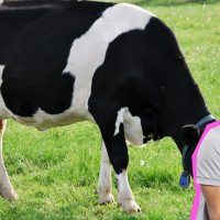 Martes Alternativo: Ivan y su vaquita