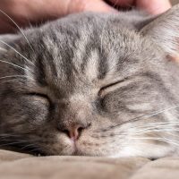 ¡Gatos Brasileños en Apuros! Un Hongo de Moda Pone sus Patitas en Peligro