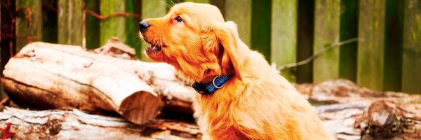 Entérate por qué tu perro aulla cuando escucha música