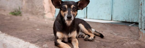 Perro callejero interrumpe obra de teatro para ayudar a actor que aparentaba estar herido