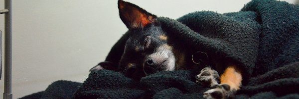 Investigadores afirman que los perros sueñan y pasan por dos fases