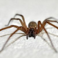 ¿Cuál es tu fobia?